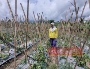 Petani Pusing Abu Vulkanik Merapi Menempel di Tanaman Sayur