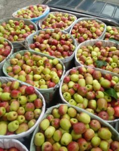Ikon Kota Batu Buah Apel Mulai Tergantikan Buah Jeruk