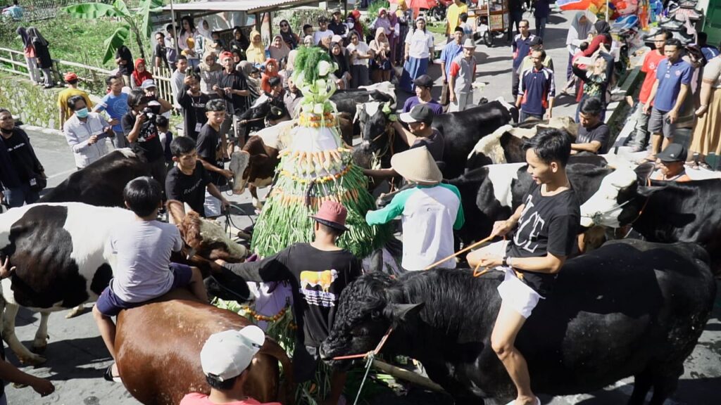 Ada Lebaran Sapi di Boyolali, Seperti Apakah itu?