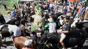 Ada Lebaran Sapi di Boyolali, Seperti Apakah itu?