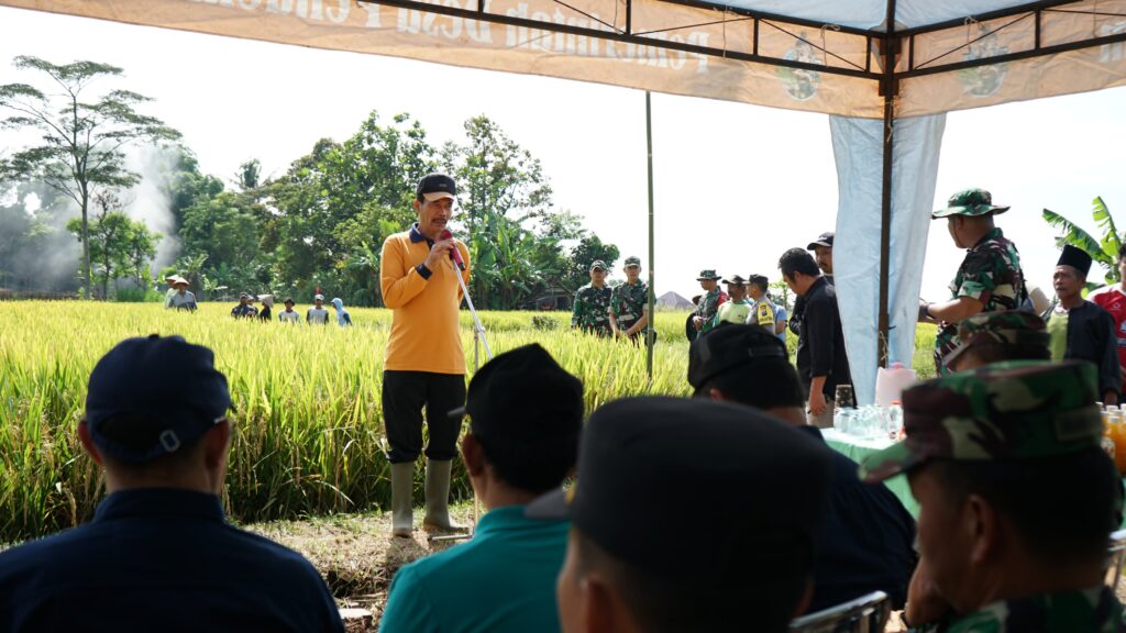 Desa Pendem Berhasil “Panen Raya” Varietas Padi Mapan P-05