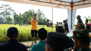 Desa Pendem Berhasil “Panen Raya” Varietas Padi Mapan P-05