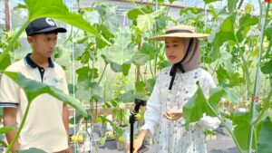 Panen Melon Hidroponik Puspa Agraria Dibuka untuk Umum, Ribuan Melon Terjual dalam Dua Hari