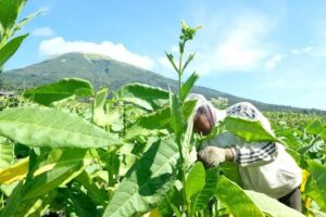 Revolusi Biofarmasi: Daun Tembakau, dari Racun Menjadi Obat, Terinspirasi Jaring Laba-Laba