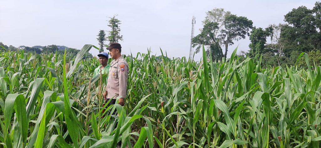 Sinergi Polri dan Petani, Bhabinkamtibmas Kawal Program Ketahanan Pangan Serta Sosialisasikan Program Bulog.