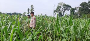 Sinergi Polri dan Petani, Bhabinkamtibmas Kawal Program Ketahanan Pangan Serta Sosialisasikan Program Bulog.